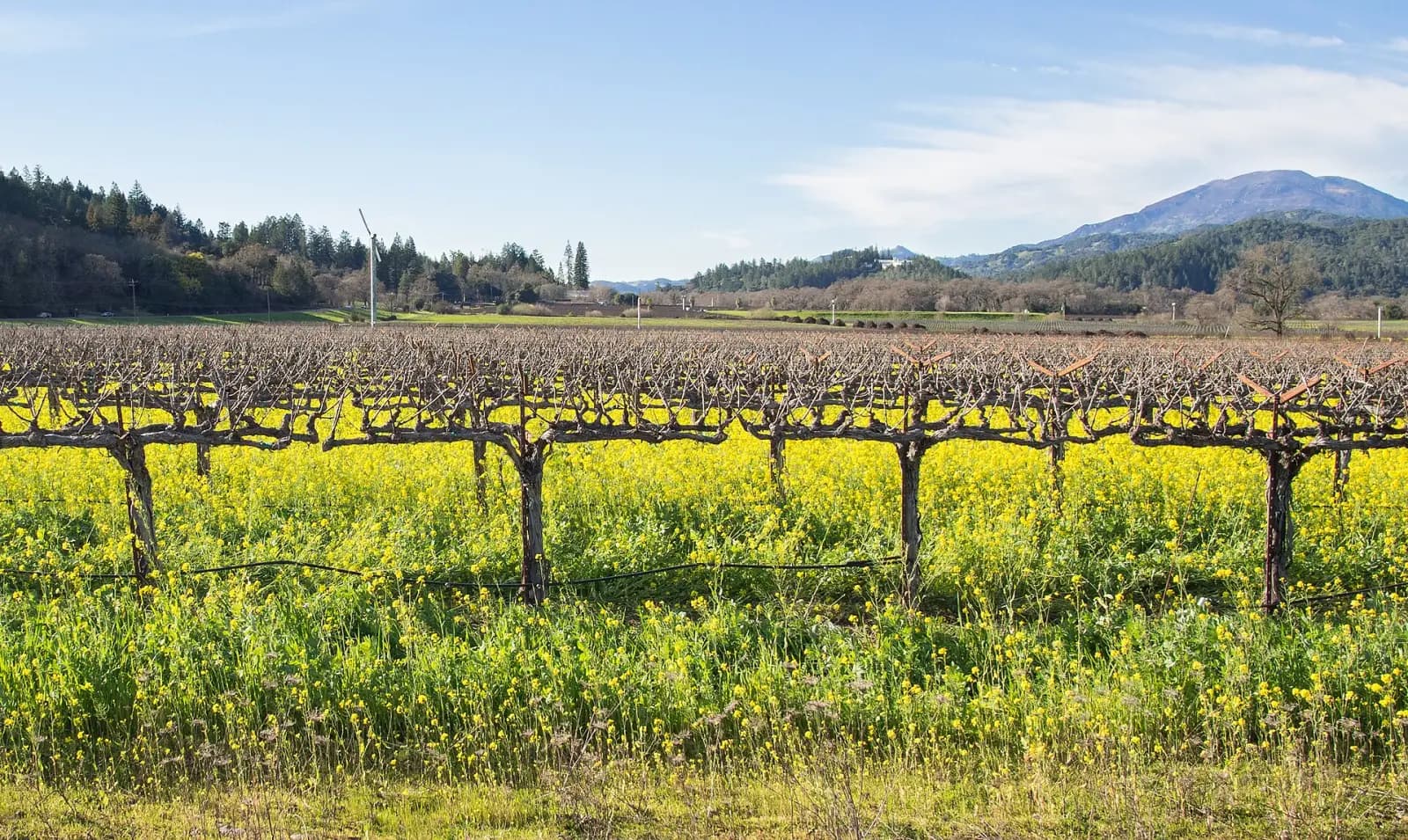 Yellow mustard flowers blooming between grapevines in Napa Valley