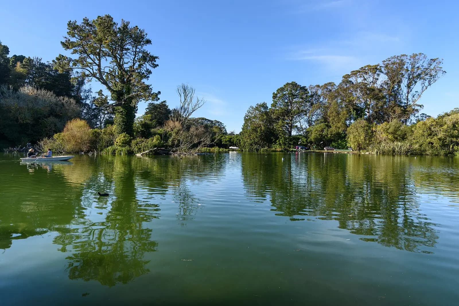 A tree-lined lake in Golden Gate Park, San Francisco