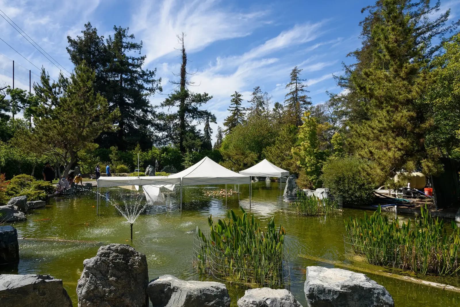 The pond and pines of the Japanese Friendship Garden in San Jose's Kelley Park